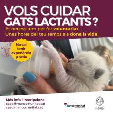 El CAAD Penedès busca voluntariat per cuidar gatets acabats de néixer